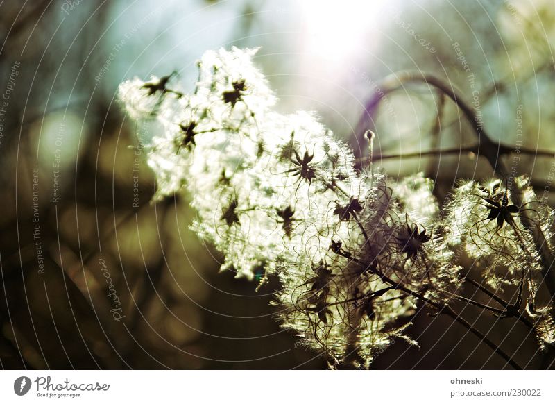 into the light Nature Plant Sunlight Spring Blossom Wild plant Bright Warm-heartedness Goodness Caution Serene Hope Colour photo Close-up Copy Space left Light