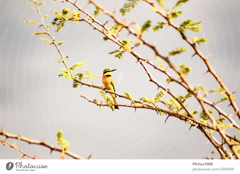 Hummingbird sitting on a black acacia branch Design Garden Man Adults Nature Animal Flower Blossom Bird Animal face 1 Flying Feeding Bright Small Wild Green