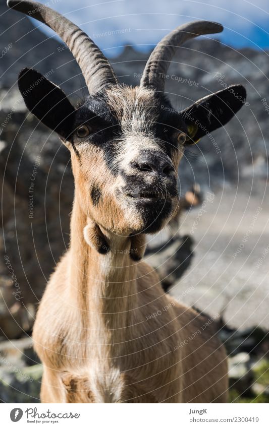 Overview 2 Mountain Hiking Nature Landscape Rock Alps Animal goat 1 Looking Wait Authentic Simple Curiosity Love of animals Beautiful Serene Calm Interest