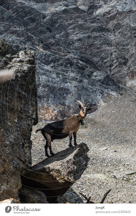 lookout Mountain Hiking Nature Landscape Rock Alps Animal goat 1 Stand Wait Simple Free Love of animals Serene Calm Curiosity Interest Adventure Loneliness