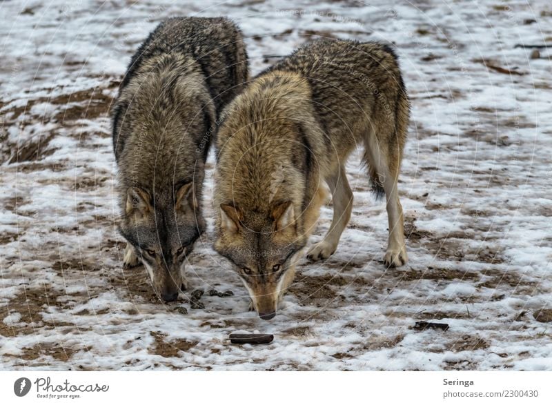 Two supernases Animal Wild animal Dog Animal face Pelt Paw Zoo 2 Pair of animals To feed Wolf European Wolf Colour photo Subdued colour Multicoloured