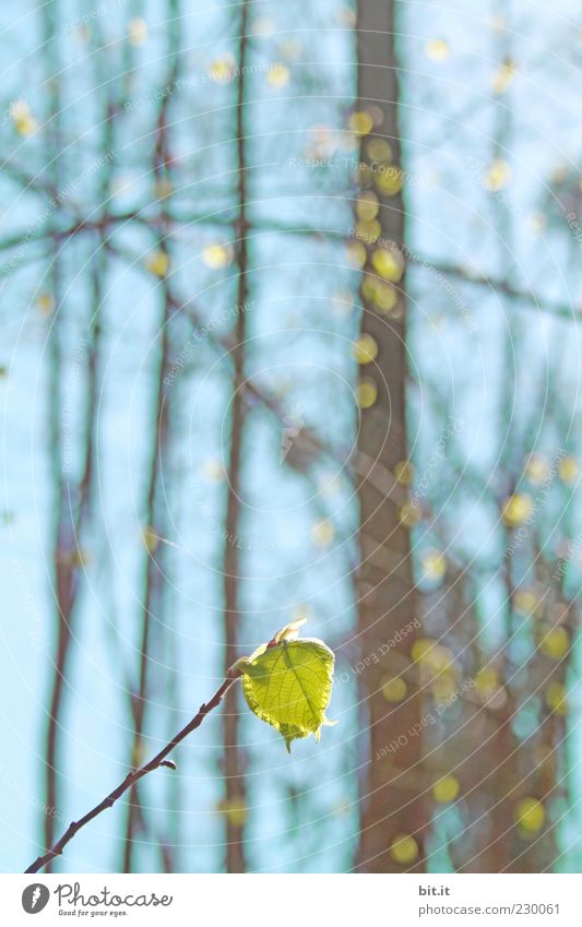 Spring - March Environment Plant Air Sky Cloudless sky Sunlight spring Summer Beautiful weather tree flaked Foliage plant Forest Line Glittering Juicy Blue