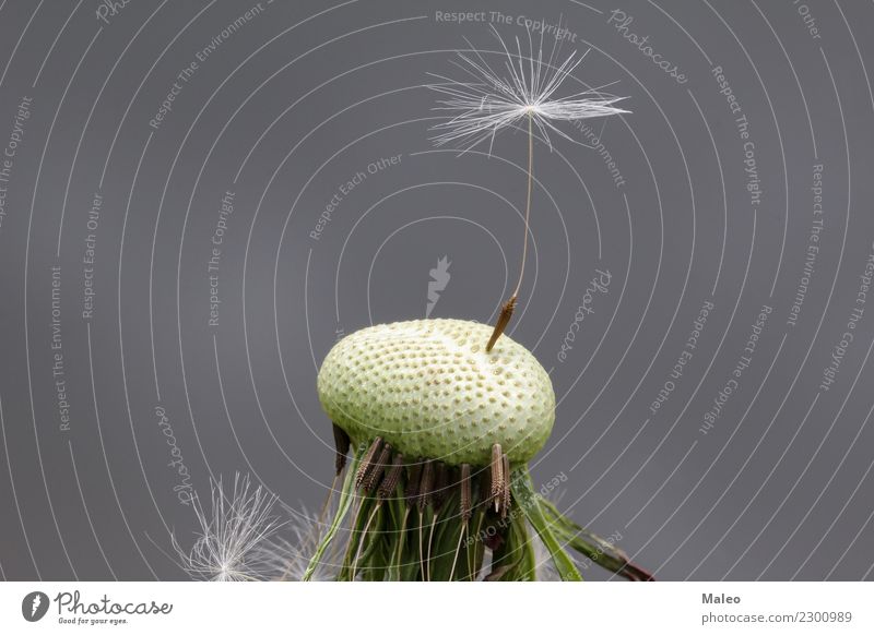 The last dandelion seed Dandelion Seed Last Beautiful Nature Flower Plant Macro (Extreme close-up) Botany Single Weed Summer 1 White Fragile Stalk Wind Detail