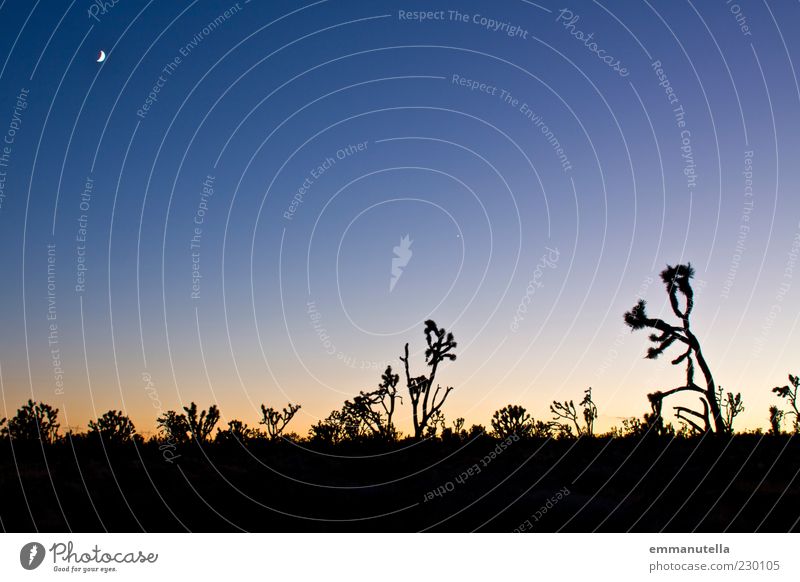 Mojave Desert, California, USA Vacation & Travel Freedom Summer Landscape Plant Sky Cloudless sky Night sky Moon Cactus yoshua tree Americas Emotions Moody