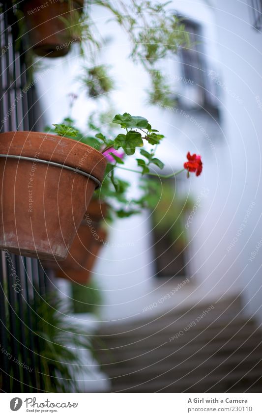 alley jewellery Flower Wall (barrier) Wall (building) Stairs Facade Hang Growth Authentic Exceptional Multicoloured Flowerpot Embellish Decoration Mediterranean