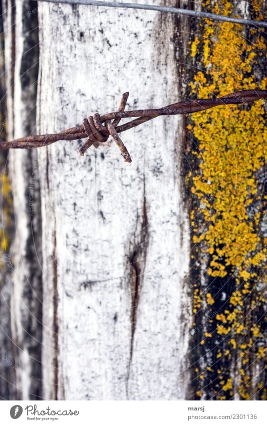 Rust spine before moss growth Moss Barbed wire fence Wire Aggression Authentic Dark Hideous Thorny Gloomy Sadness Concern Grief Death Reluctance Pain Longing