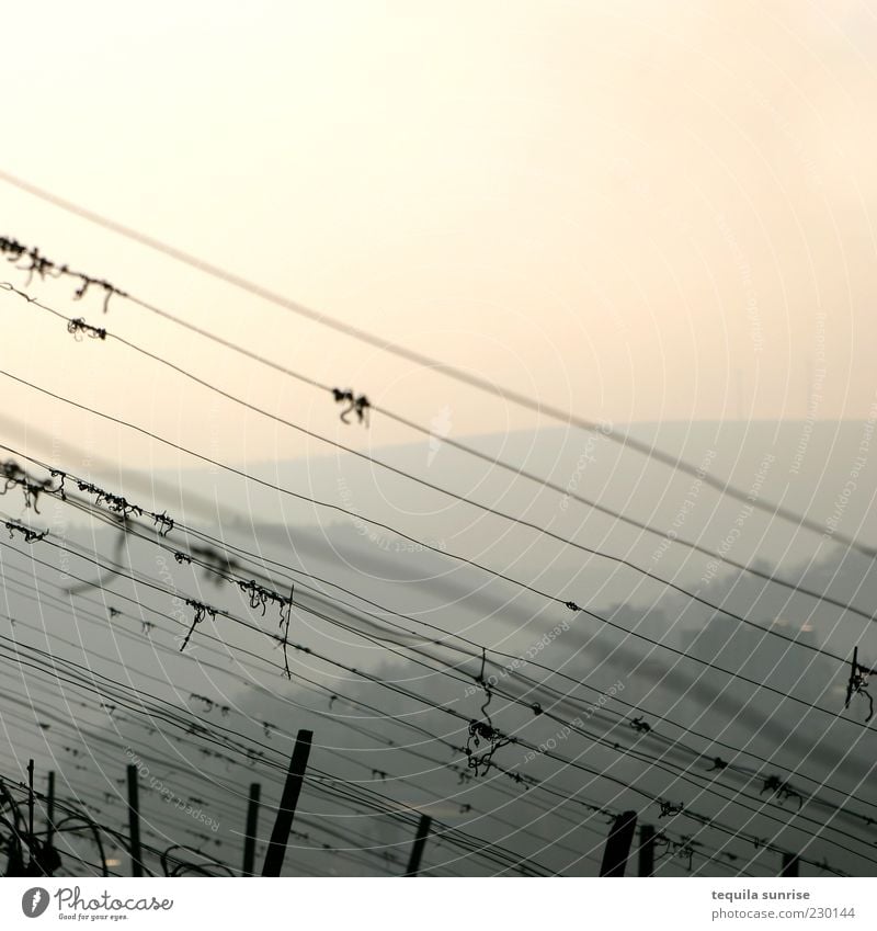 Vineyard in the morning Environment Landscape Sky Beautiful weather Hill Fence Fence post Wire Wire fence Yellow Orange Colour photo Exterior shot