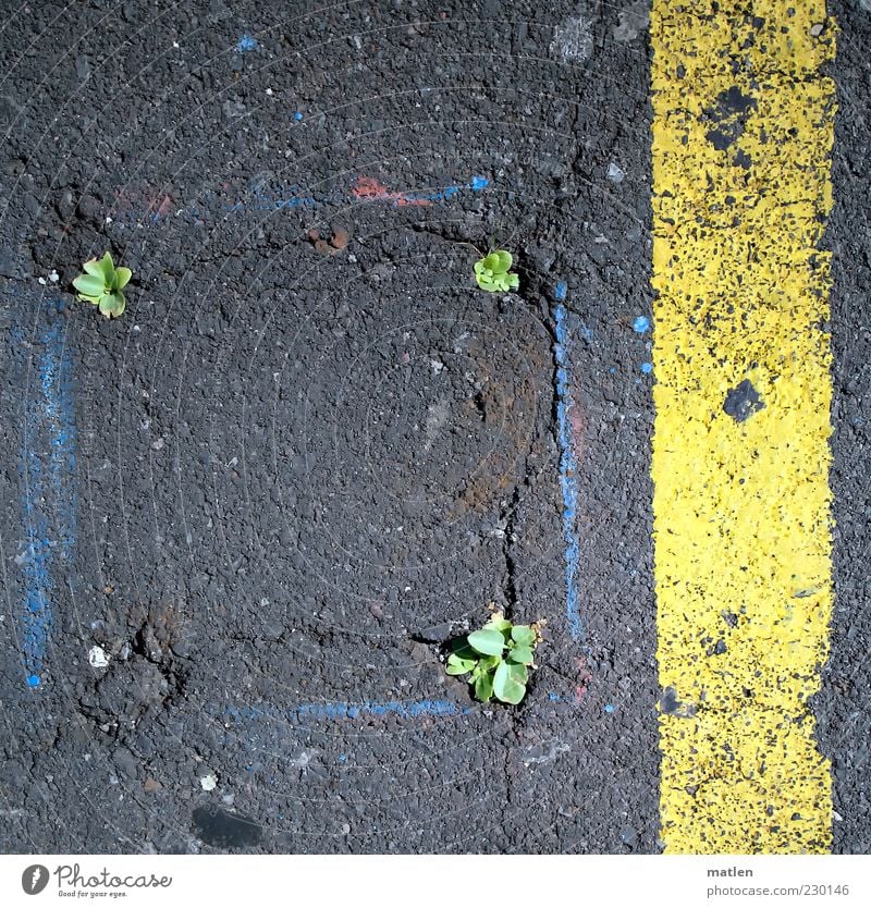 Flower's power Plant Earth Spring Street Yellow Gray Green Asphalt Crack & Rip & Tear Dye Fight Colour photo Subdued colour Multicoloured Exterior shot Detail