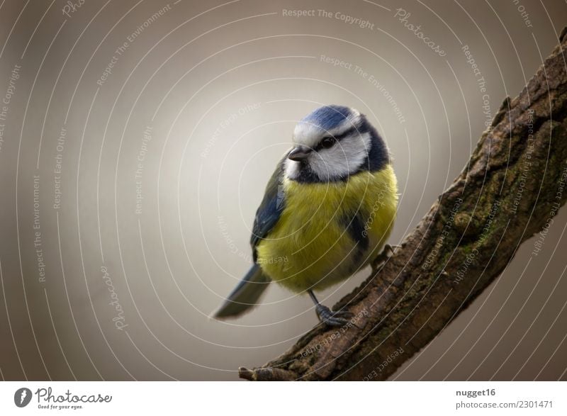 Blue Tit Environment Nature Animal Spring Summer Autumn Winter Beautiful weather Fog Tree Bushes Branch Garden Park Forest Wild animal Bird Animal face Wing