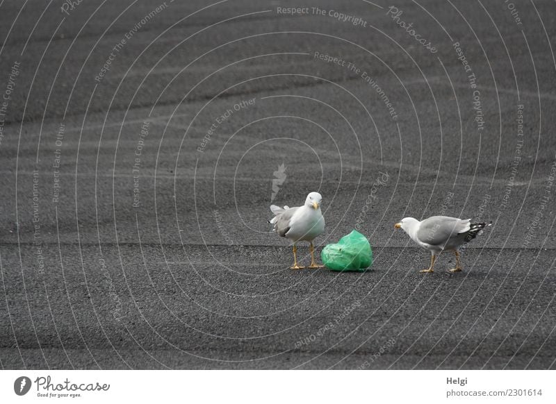 mine or yours? Parking lot Animal Wild animal Bird Seagull 2 Trash Pouch Plastic Observe Looking Argument Authentic Uniqueness Yellow Gray Green White Endurance