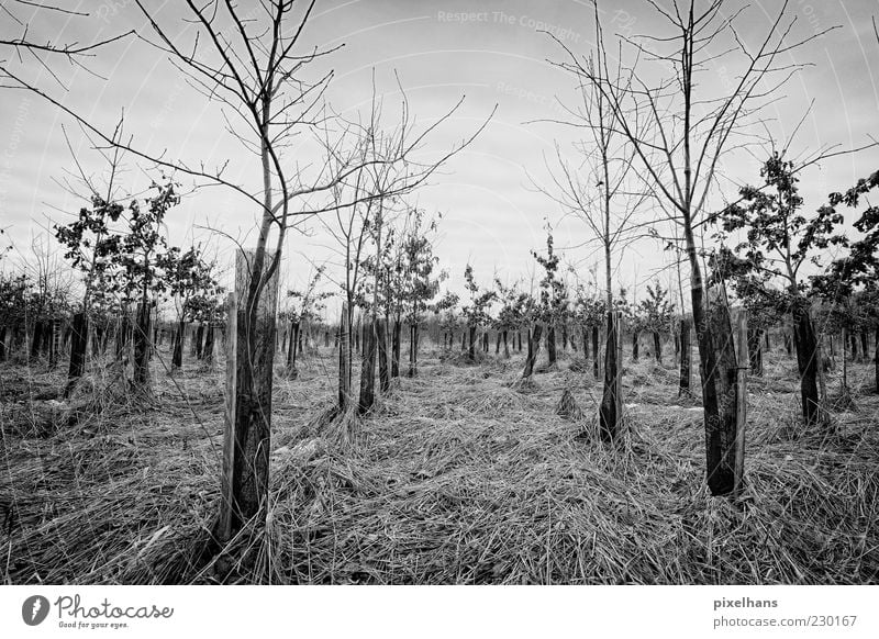 Cold winter morning Environment Nature Landscape Plant Sky Clouds Bad weather Wind Tree Grass Bushes Field Wood Dark Black White Black & white photo