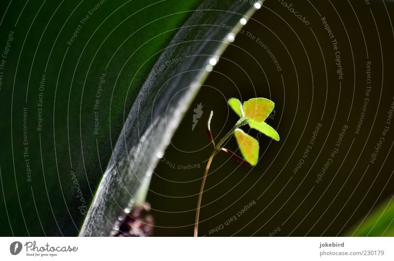 Under the canopy Plant Leaf Wild plant Plantlet Weed Underside of a leaf Stalk Illuminate Growth Fresh Green Hope Protection Delicate Glittering Bend Curved