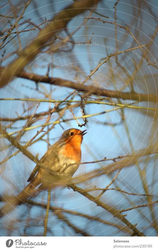 small Piepmatz Summer Environment Nature Plant Animal Sky Spring Tree Wild animal Bird Animal face Wing Robin redbreast Songbirds 1 Small Sing Chirping