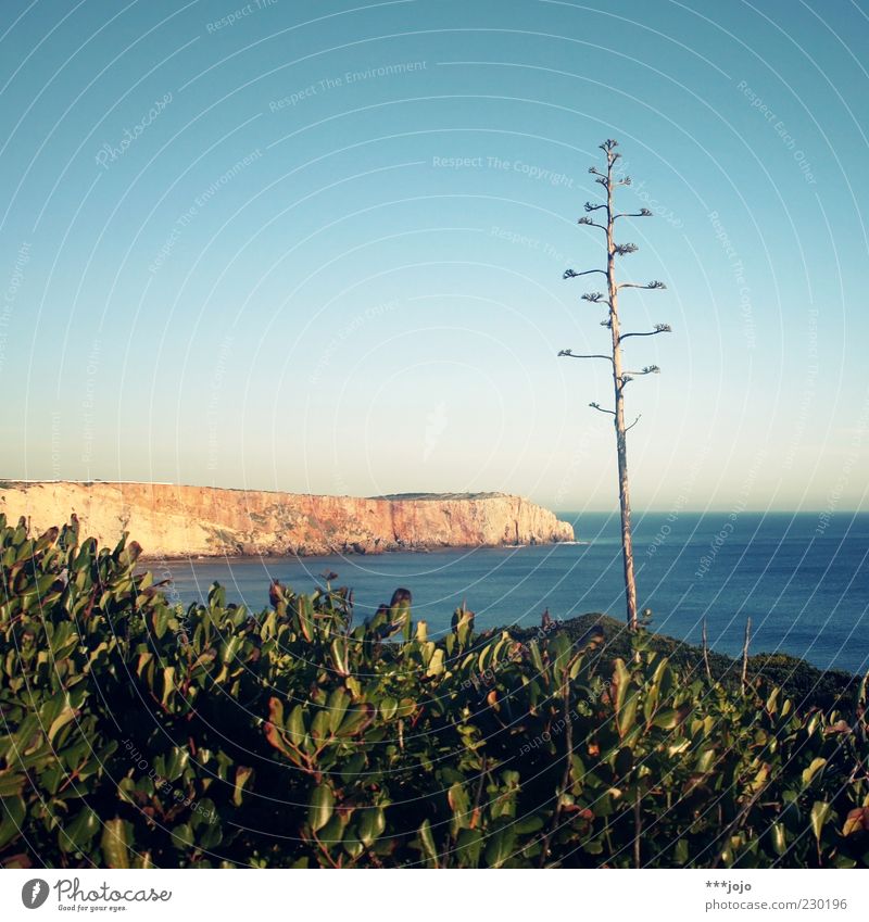 a(l)ga(r)ve. Landscape Water Sky Spring Beautiful weather Plant Agave Cactus Rock Coast Ocean Atlantic Ocean Vacation & Travel Sagres Algarve Wall of rock