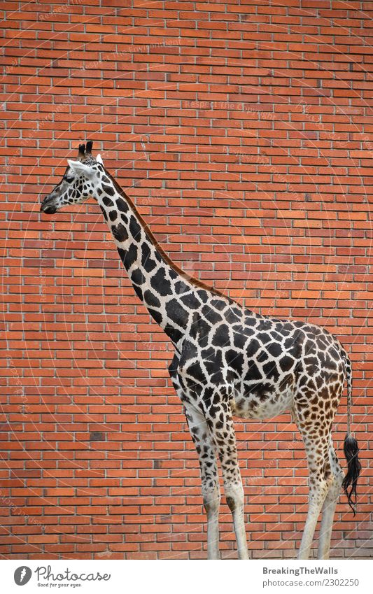 Close up side profile portrait of giraffe over red brick wall Environment Nature Animal Wild animal Zoo Giraffe Mammal 1 Tall Long Red background Low angle