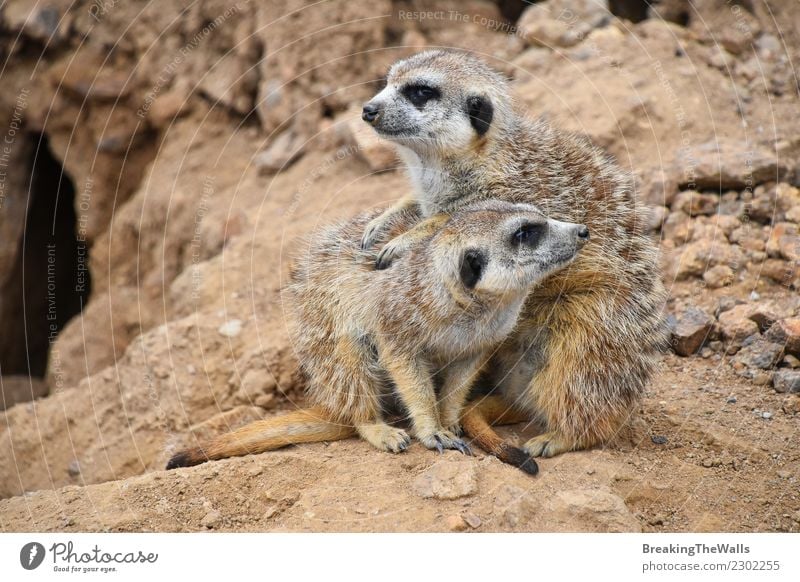 Close up portrait of meerkat family looking away Nature Animal Sand Rock Wild animal 2 Group of animals Baby animal Animal family Together Meerkat Suricata pup