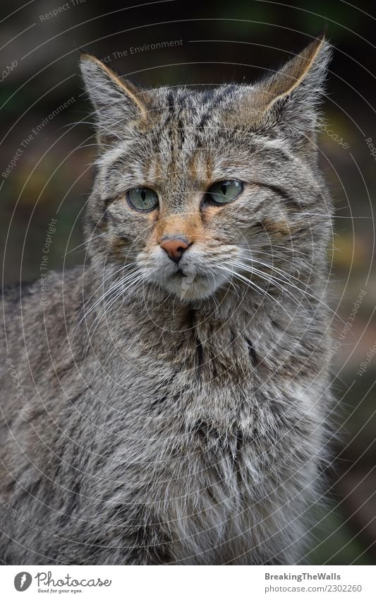 European wildcat portrait close up Nature Animal Forest Wild animal Cat Animal face Zoo Wild cat Head 1 Observe Watchfulness felis silvestris wildlife Mammal