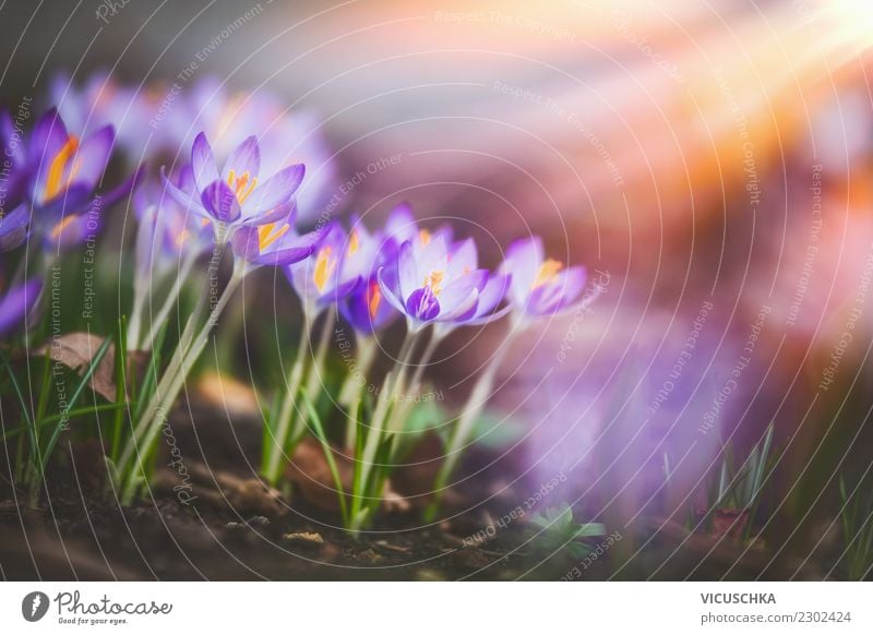 Crocuses in sunbeam en Design Garden Nature Plant Sunrise Sunset Spring Beautiful weather Flower Leaf Blossom Park Blossoming Yellow Background picture Sunbeam