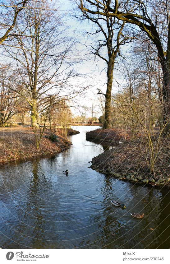 Friedrichsau Trip Nature Water Autumn Beautiful weather Tree Park Lake Brook Animal Bird Blue Colour photo Multicoloured Exterior shot Deserted Morning Light