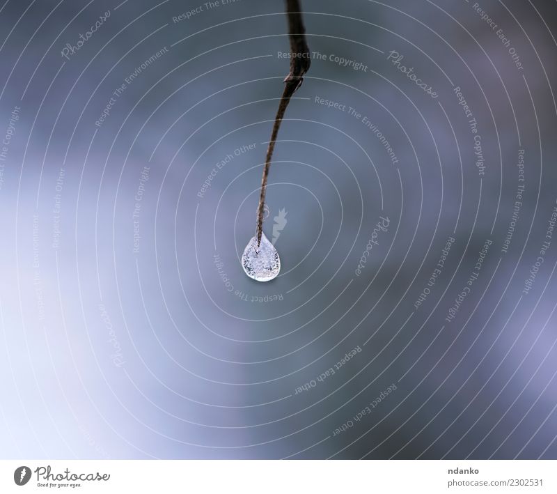 frozen drop on a branch Winter Nature Landscape Drop Fresh Natural White water Frozen background ice cold Frost Seasons Hanging Temperature close up