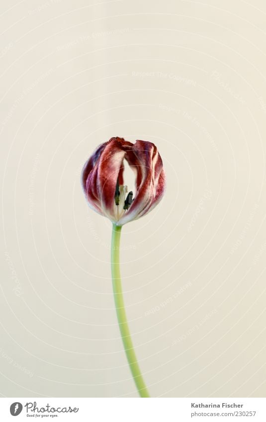 tulip Plant Flower Tulip Fragrance Authentic Elegant Bright Beautiful Green Red White Blossom Pistil Dry Studio shot Flower stalk Colour photo Interior shot