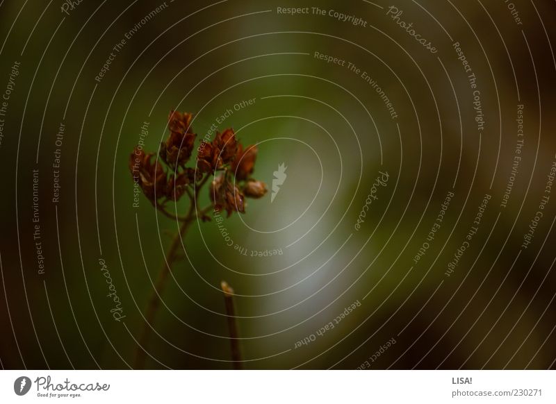 i know places Environment Nature Plant Bushes Wild plant Brown Green Red Colour photo Exterior shot Shallow depth of field Deserted Copy Space right Dry