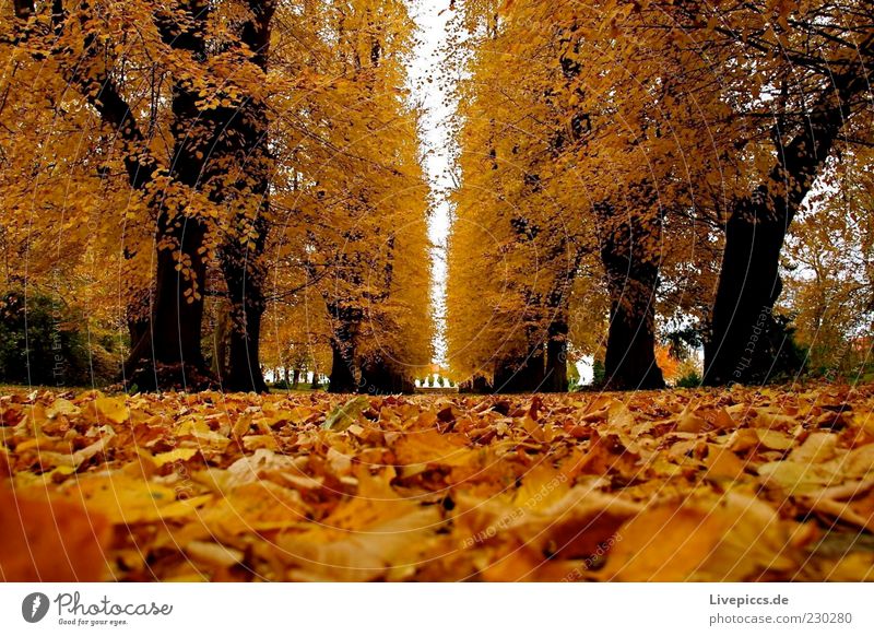 Putbus 09 Environment Nature Autumn Beautiful weather Tree Forest Park Multicoloured Exterior shot Day Worm's-eye view Deserted Autumnal Autumnal colours