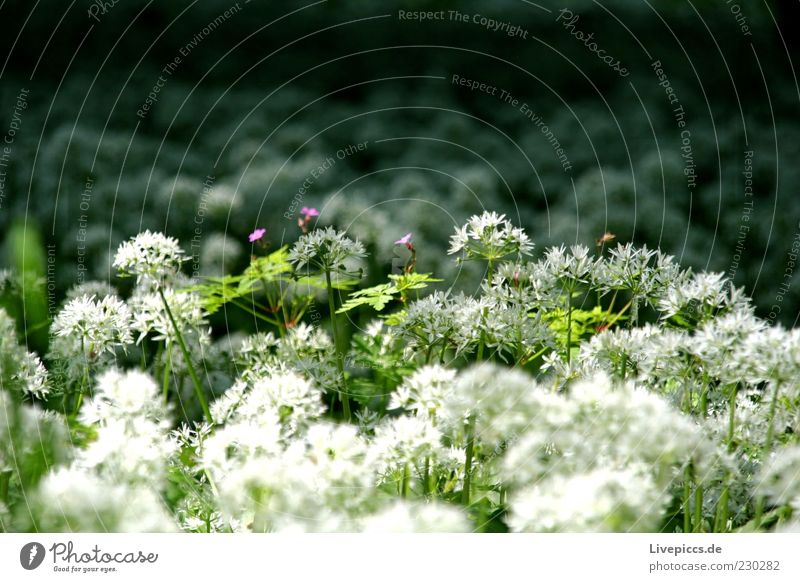 3 small purple flowers Environment Nature Plant Spring Beautiful weather Flower Growth Fragrance Green Violet White Multicoloured Exterior shot Worm's-eye view