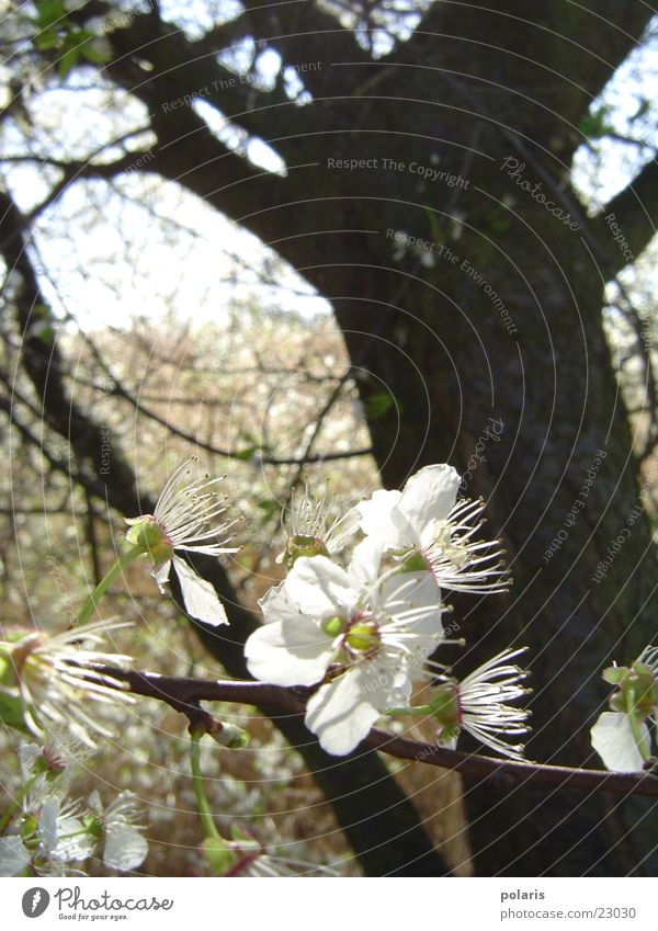 White Blossom Tree Flower Blur Spring white blossom