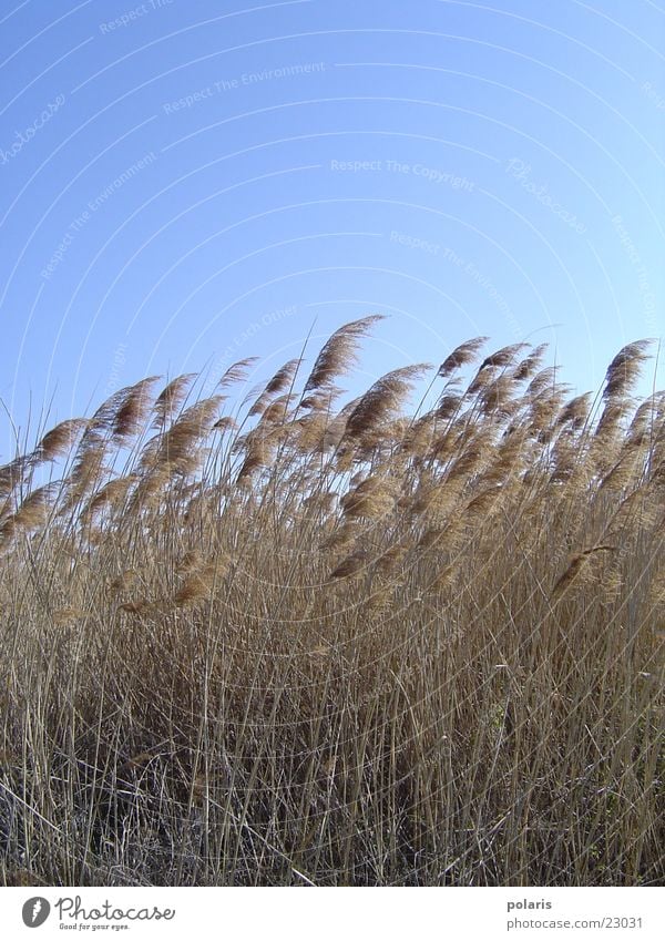 beautiful day Spring Ear of corn Blue sky spike field