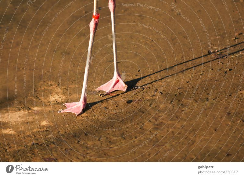 stilt barrel Animal Wild animal Flamingo Animal tracks Zoo 1 Walking Thin Brown Pink Legs Animal foot Webbing Black-winged stilt Shaky Fine unstable