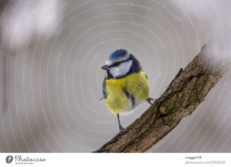 bluetit Environment Nature Animal Spring Autumn Winter Climate Beautiful weather Ice Frost Snow Snowfall Tree Bushes Garden Park Forest Wild animal Bird