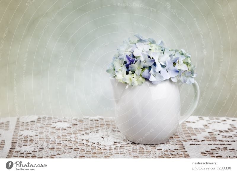 Still life with hydrangeas Decoration Plant Spring Flower Hydrangea Hydrangea blossom Still Life Vase Teapot Stone Wood Esthetic Simple Elegant Blue White