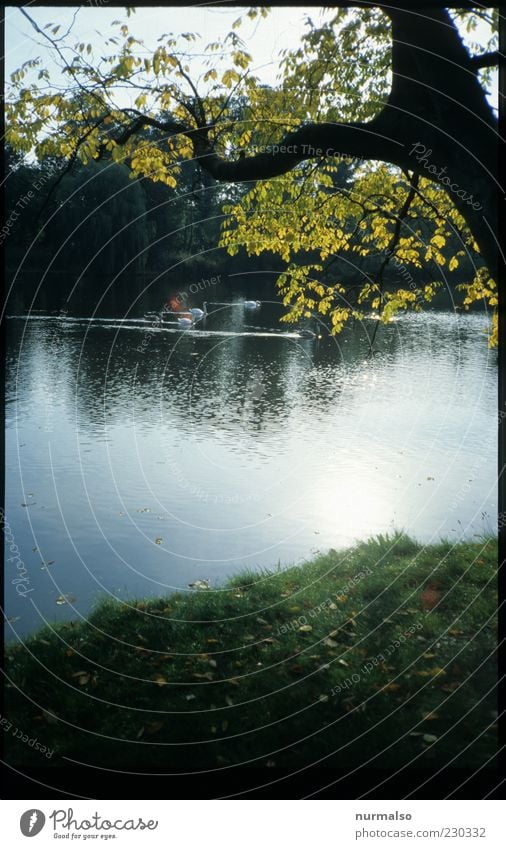 park idyll Environment Nature Landscape Plant Animal Water Autumn Beautiful weather Tree River bank Animal family Swan Glittering Illuminate Moody Colour photo