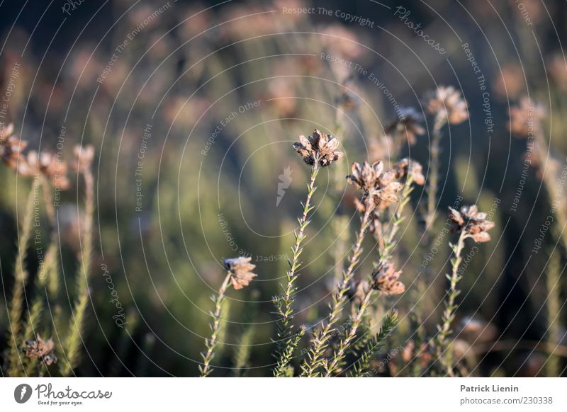 inquisitorial Environment Nature Plant Spring Bushes Wild plant Meadow Beautiful Heathland Heather family Growth Blur Colour photo Subdued colour Exterior shot