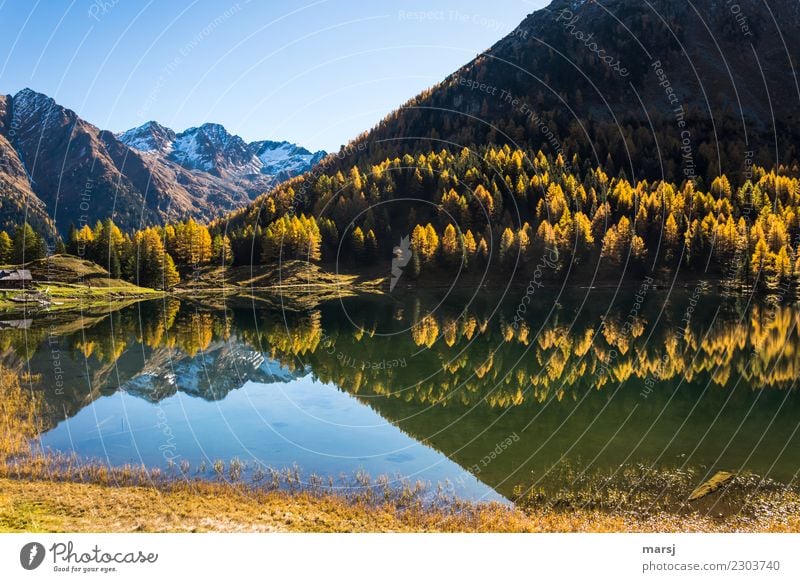 Mirrored autumn gold Harmonious Calm Vacation & Travel Tourism Trip Adventure Mountain Hiking Nature Landscape Autumn Forest Alps Lake Mountain lake