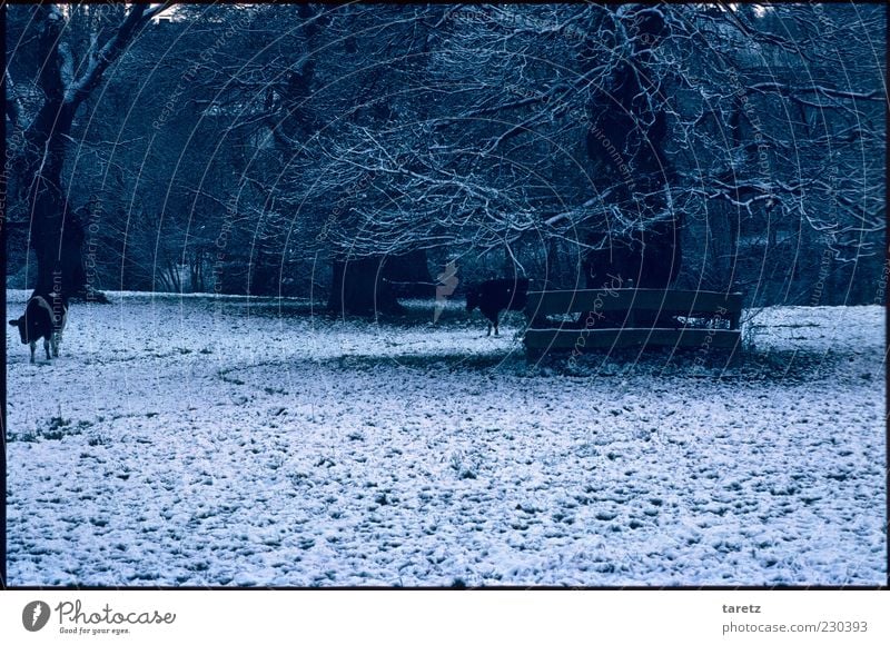 Cows (search picture) Landscape Bad weather Snow Field Pasture Fruittree meadow Farm animal 2 Animal Dark Cold Winter Hidden Individual Colour photo