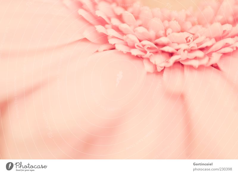 G. Erbera Plant Spring Flower Blossom Kitsch Beautiful Pink Gerbera Blossom leave Colour photo Subdued colour Close-up Detail Macro (Extreme close-up)