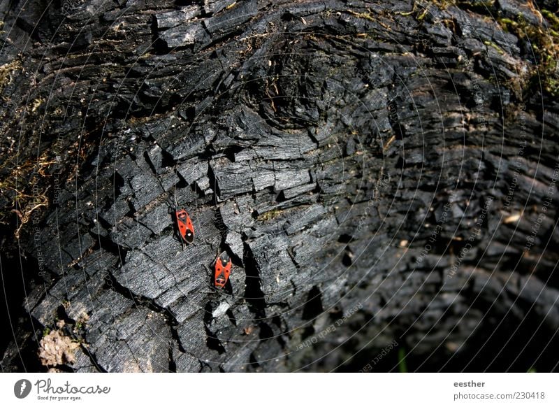 Strong together Nature Plant Animal Beetle Pair of animals Wood Observe Discover Crawl To dry up Esthetic Beautiful Gloomy Dry Red Black Moody Bravery Power