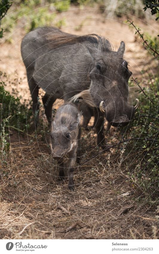 piglet time Vacation & Travel Tourism Trip Adventure Far-off places Freedom Safari Expedition Summer Animal Wild animal Animal face Swine Piglet Warthog 2