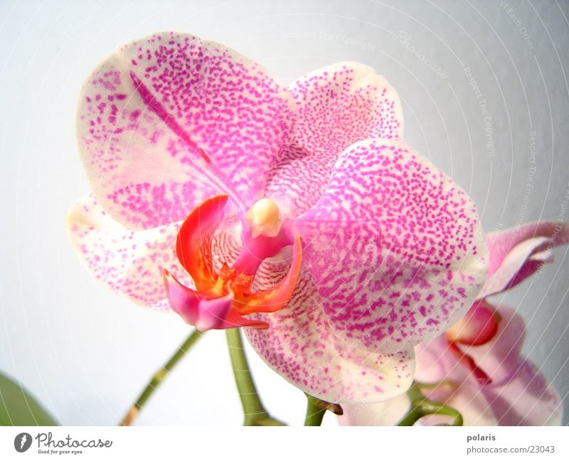 orchid Orchid Pink Violet Flower Near Beautiful