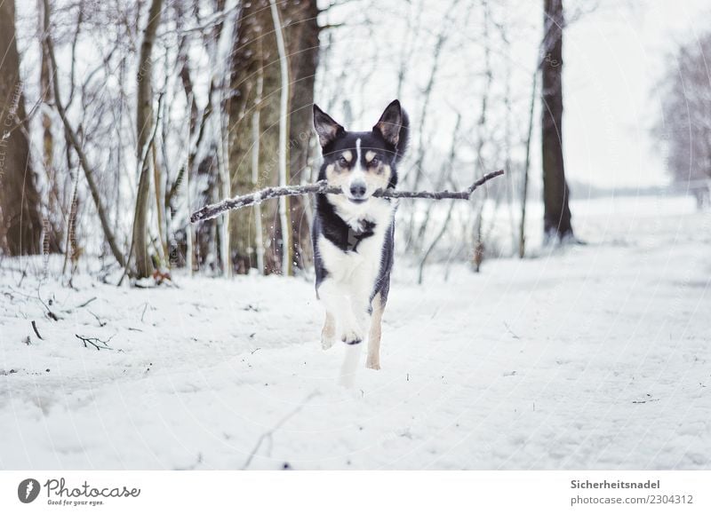 Border Collie Olli Leisure and hobbies Playing Winter Snow Snowfall Pet Dog 1 Animal Walking Running Free border collie Romp Puppydog eyes dog's dream dog love