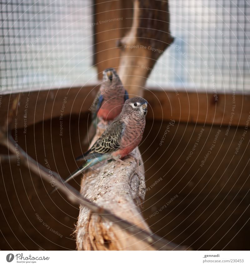 Pair Animal Pet Livestock breeding Blue Brown Animalistic Love of animals Together Branch Twig Grating Bird's cage Colour photo Interior shot Deserted