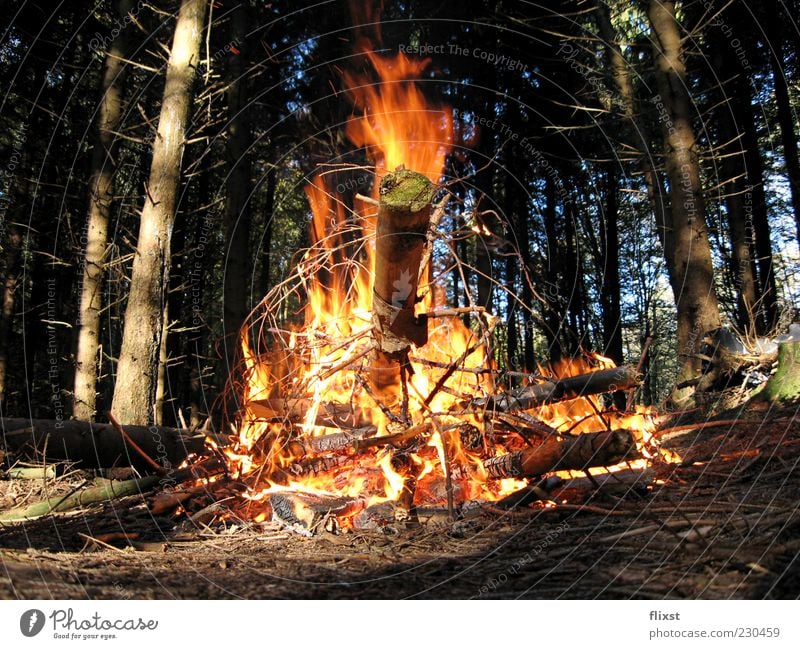 firestarter Fire Summer Forest Fireplace Wood Tree Colour photo Exterior shot Copy Space bottom Day Deep depth of field Deserted Burn