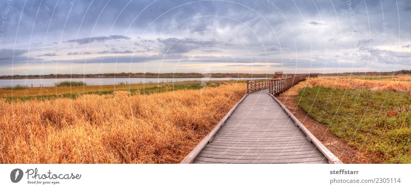 Boardwalk along the wetland at the Myakka River State Park Trip Nature Landscape Plant Tree Grass Lakeside River bank Pond Lanes & trails Blue Brown Yellow Gold