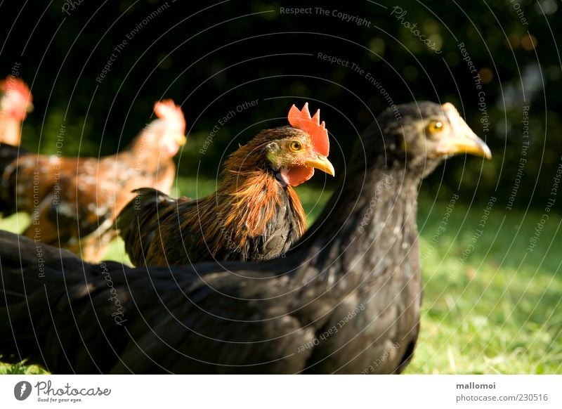 Young cock between young chickens Rooster Organic produce Barn fowl Keeping of animals Group of animals Poultry Free-roaming Macho Self-confident Ecological