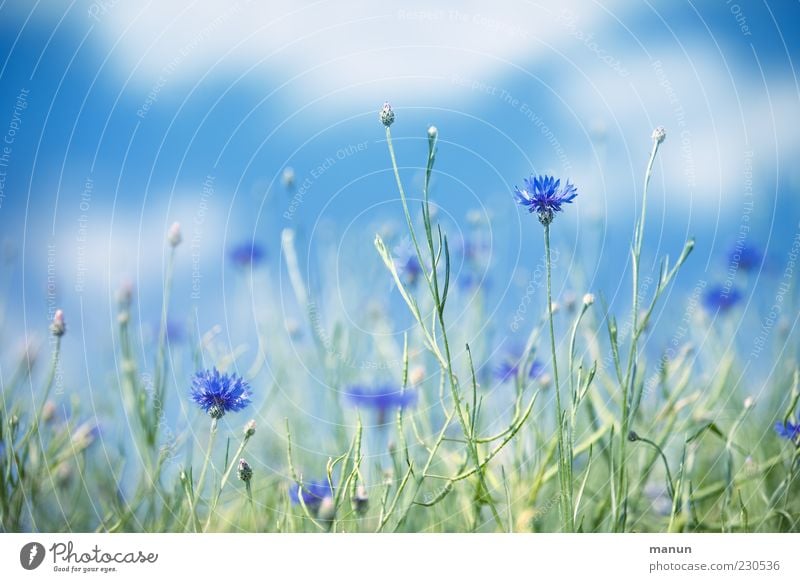 cornflowers Nature Sky Summer Beautiful weather Plant Flower Wild plant Cornflower Blue Colour photo Exterior shot Deserted Day Sunlight Shallow depth of field