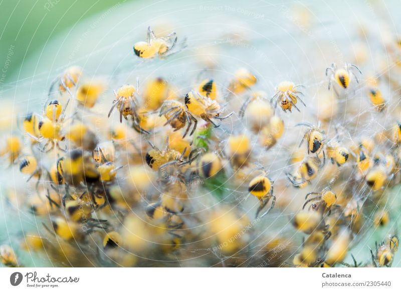 Terrible, terrible, many spider babies. Animal Spin Spider's web Group of animals Movement Growth Together Small Brown Yellow Green Black Moody Watchfulness