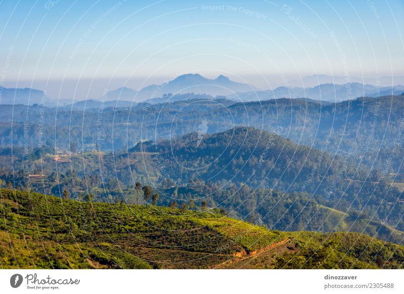 Central Sri Lanka Landscape Vacation & Travel Summer Mountain Environment Nature Plant Sky Tree Hill Growth Fresh Green plantation Asia field agriculture Farm