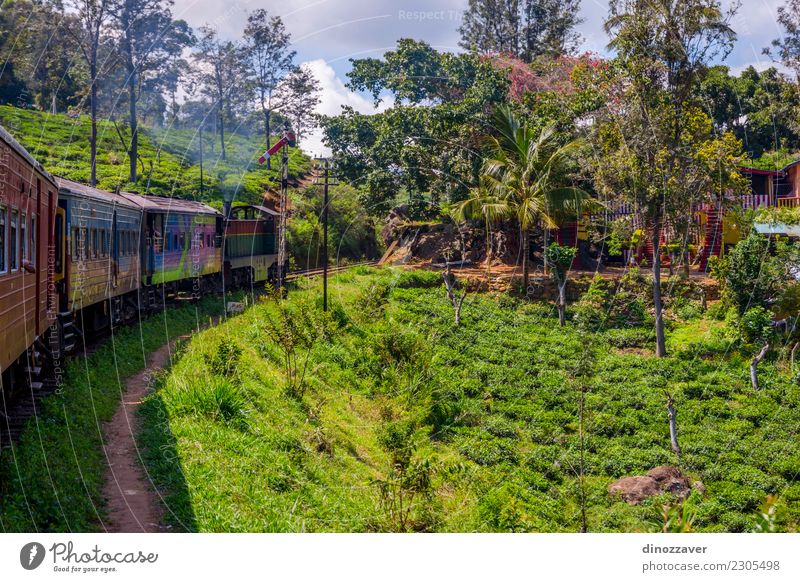 By train over tea plantation, Sri Lanka Tea Beautiful Vacation & Travel Tourism Summer Mountain Nature Landscape Forest Hill Transport Railroad Green ella Asia